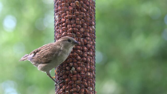 House Sparrow (Passer domesticus) female eating peanuts from a garden bird feeder. Kent, UK [Slow motion x4]