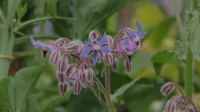 Star-shaped blue flowers of borage (Borago officinalis) growing naturally in a cottage garden, known for attracting pollinating insects.