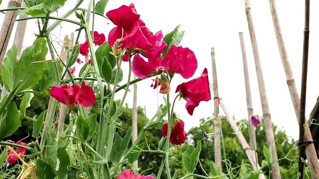 Close-up of Sweet Pea 'Millennium' (Lathyrus odoratus), with fragrant blossoms in blended pink and crimson tones growing in a cottage garden.