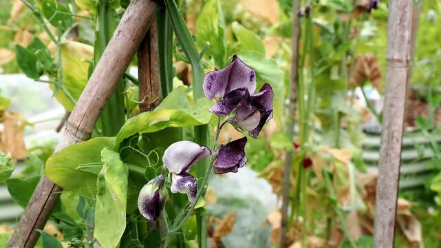 Nimbus sweet pea in flower and bud climbing bamboo sticks.