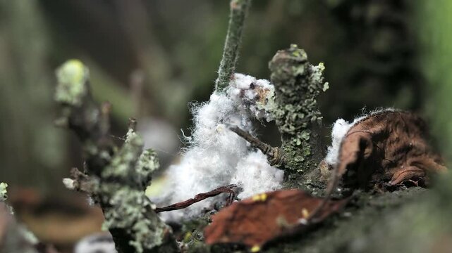 Woolly aphids (family Aphididae) protected by their distinctive filamentous white wax while feeding on plant tissue.