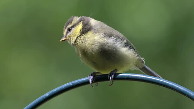 Blue Tit (Cyanistes Caeruleus) juvenile on the arm of a garden bird feeder. June, Kent, UK [Slow motion x5]