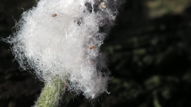 Colony of woolly aphids (family Aphididae) producing cotton-like wax on the stem of a apple tree
