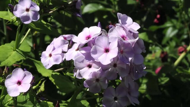 Pink phlox flowers opened fully for the sunshine in an English garden