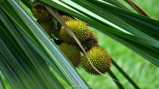 A close-up cluster of spiky, yellow-green Benstonea fruits hanging among long, sharp, blade-like leaves.