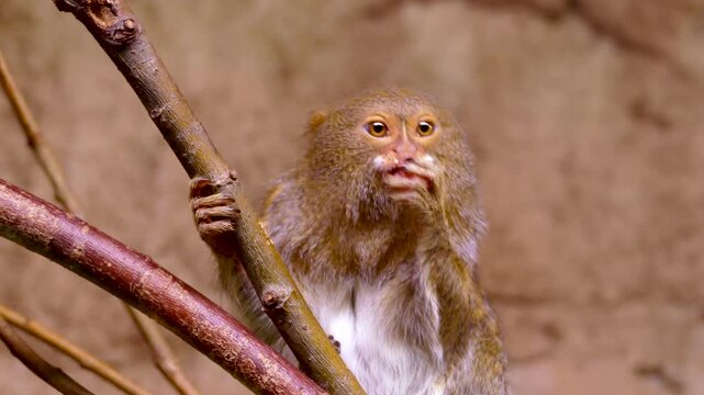 Funny Pygmy Marmoset Licking Its Fingers Seamless Loop. Perfect for repeating wildlife backgrounds, digital displays, presentations, and social media content.