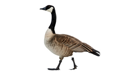 Canada goose standing in full body side profile view isolated on transparent background cut out © 1png-stock