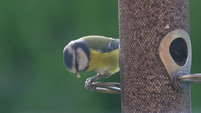 Blue Tit (Cyanistes Caeruleus) eating sunflower hearts from a garden bird feeder before flying off with one in its beak. Kent, UK [Slow motion x5]