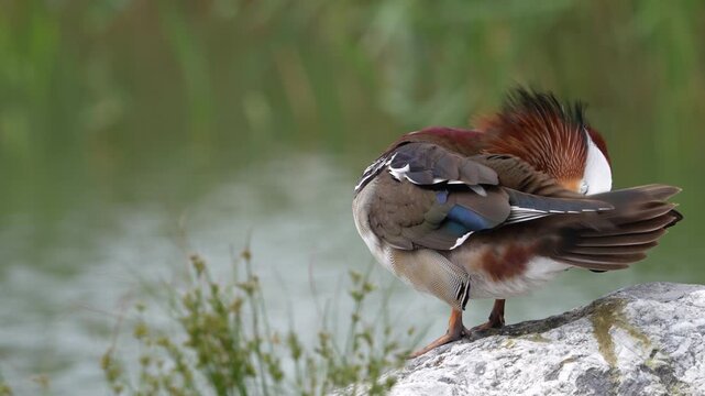 A Mandarin duck grooms its feathers on a rock, revealing intricate wing patterns and color detail.