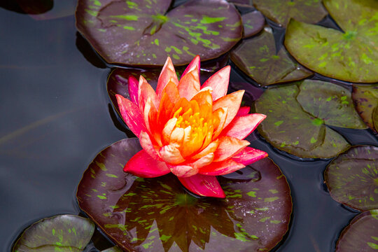 Water lily lily on a clear sunny day. Flora domestic indoor plants and flowers.
