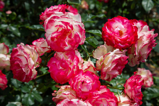 Rose Petersburg Test on a clear sunny day. Flora domestic indoor plants and flowers.