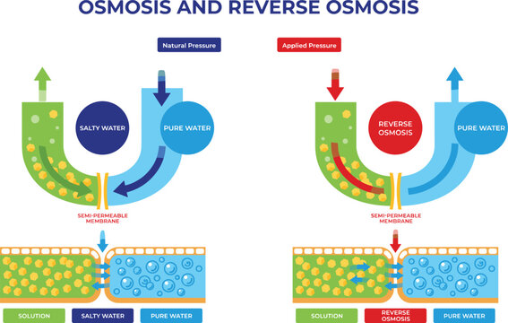 Osmosis and Reverse Osmosis Process Science Infographic Vector Comparing Water Movement Across Semipermeable Membranes for Biology and Chemistry Education