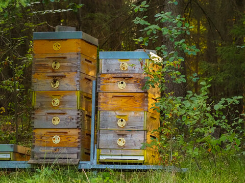 Traditional wooden beehives in a forest apiary surrounded by trees. Natural woodland beekeeping with healthy honey bee colonies in a peaceful outdoor environment.
