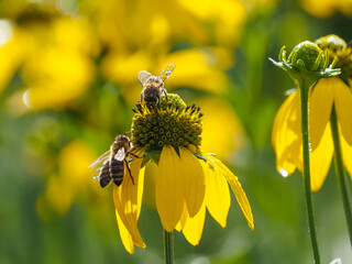 Macro photo of a honey bee collecting nectar on a yellow coneflower in a summer garden. Natural pollination, vibrant flower, soft green bokeh and authentic wildlife in sunlight. © Vera Kuttelvaserova