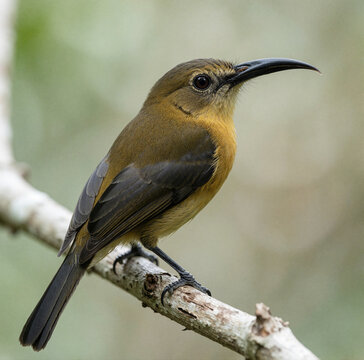 Little Spiderhunter Perched on a Branch With Its Long Curved Bill