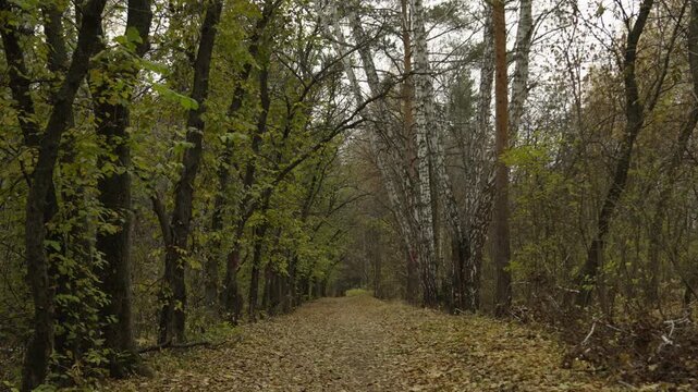 Autumn trail through the forest strewn with yellow leaves. The concept of autumn. autumn park.