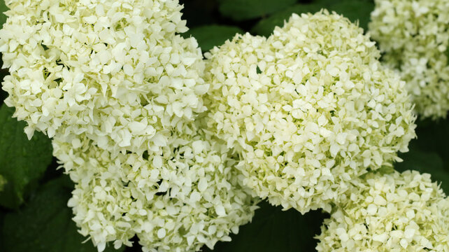 white smooth hydrangeas blooming in summer