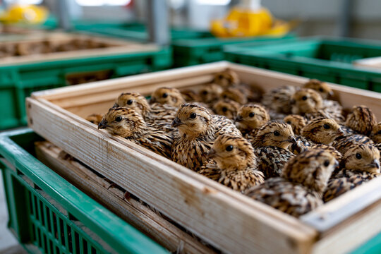 Birds are in wooden boxes at a farm