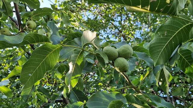 Green walnuts on a tree branch among leaves. Close-up of unripe walnut fruits in green skin growing on a tree branch surrounded by lush green leaves on a sunny day. Unripe walnut fruits