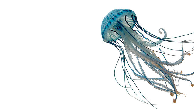 Beautiful detailed blue translucent jellyfish floating underwater view isolated on transparent background