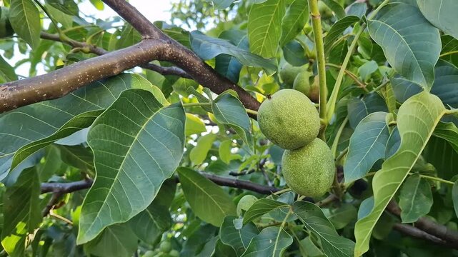 Green walnuts on a tree branch among leaves. Close-up of unripe walnut fruits in green skin growing on a tree branch surrounded by lush green leaves on a sunny day. Unripe walnut fruits