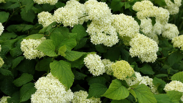 white smooth hydrangeas blooming in summer