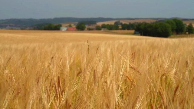 A field of grain with golden heads swaying in the breeze