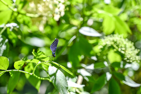 Odonata dragonfly resting in forest close up. Dragonfly on leaves macro view.