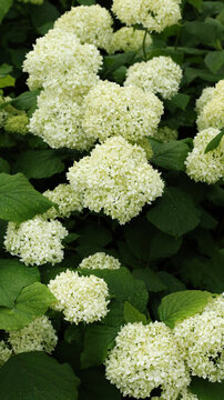 white smooth hydrangeas blooming in summer