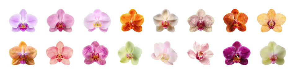 Obraz premium PNG Vibrant orchid blossoms display elegance on transparent background