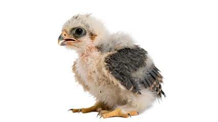 Small fluffy brown wild bird eurasian hobby chick standing alert isolated on transparent background © Olga