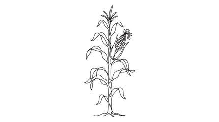 Vintage corn stalk line art illustration, hand drawn maize plant with ear of corn, botanical agricultural vector for farm branding isolated on White Background © Ali