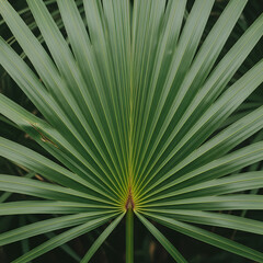 Fototapeta premium CloseUp of Green Fan Palm Leaf with Radiating Fronds.