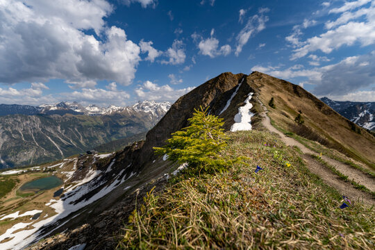 Alpine ridge trail with young pine on Fellhorn mountain