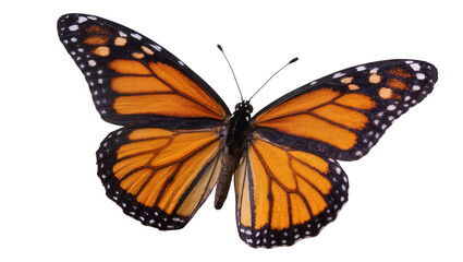 Isolated monarch butterfly with beautiful orange wings spread, full body view, vibrant wildlife © Oisin