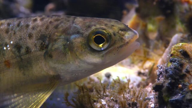  Close up macro shot of Juvenile Brown Trout swimming in current in the River Avon, Wiltshire, UK
