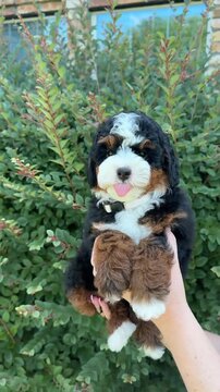 Adorable tri color bernedoodle puppy held by owner showing tongue in this cute motion video clip
