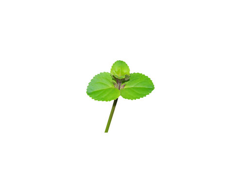 Vandellia pedunculata or Lindernia anagallis plant isolated on a white background