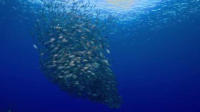 Underwater view of a large school of fish swimming in a dense bait ball formation in clear blue ocean water