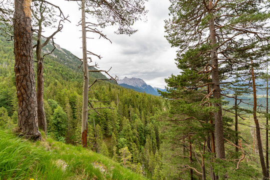 Alpine Forest and Mountain Peaks in Mittenwald Germany