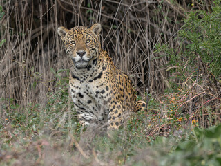 The Queen of the Pantanal: a jaguar on the banks of the Rio Negro. © MarceloAugusto