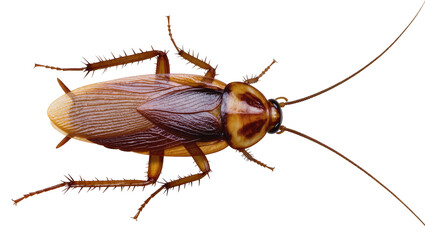 Isolated top view of a large brown American cockroach insect pest with shiny wings and antennae. © Saoirse