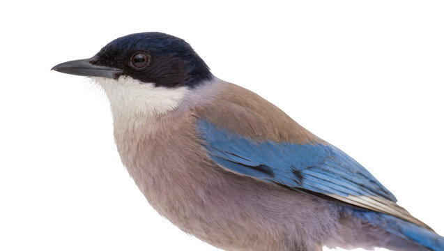 Isolated portrait of a beautiful azure-winged magpie showing its distinct black head and blue wings