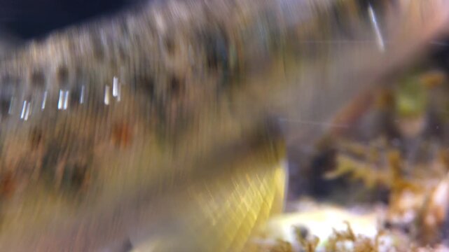 Close up macro shot of juvenile brown trout fins as it swims in a Chalk stream in Wiltshire, UK