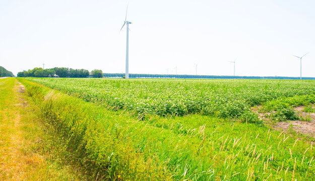 Agricultural fields and impressions in a bright summer day under a blue sky