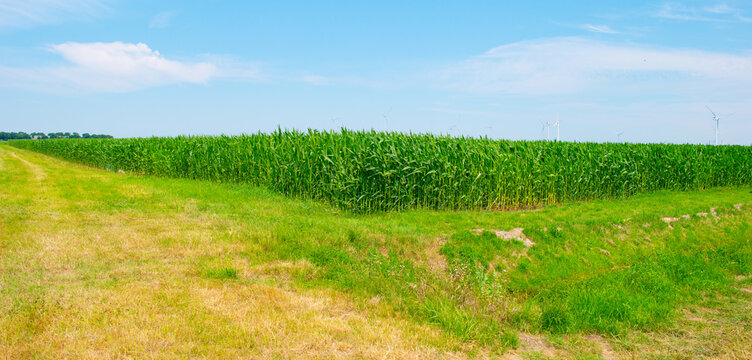 Agricultural fields and impressions in a bright summer day under a blue sky