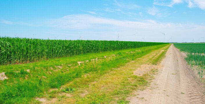 Agricultural fields and impressions in a bright summer day under a blue sky