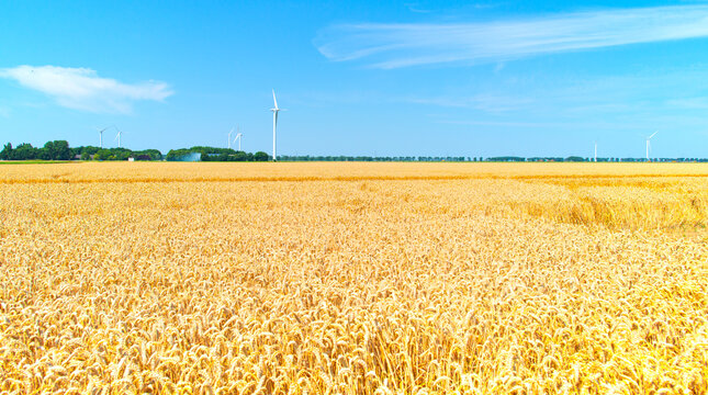 Agricultural fields and impressions in a bright summer day under a blue sky