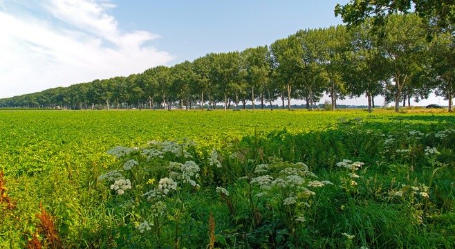 Agricultural fields and impressions in a bright summer day under a blue sky
