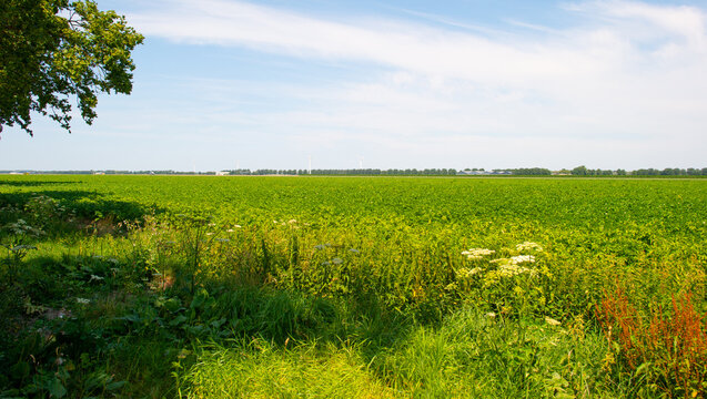 Agricultural fields and impressions in a bright summer day under a blue sky